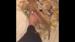 Goddess Zay Put Her Feet On Dog